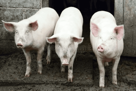 LOS TRES CERDITOS POSMODERNOS