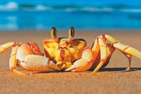 EL CLUB DE LOS CANGREJOS ESTIRONES